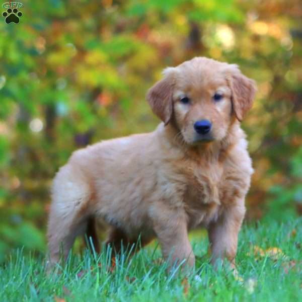 Ranger, Golden Retriever Puppy