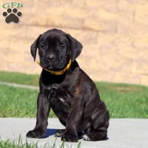 Ranger, Cane Corso Puppy