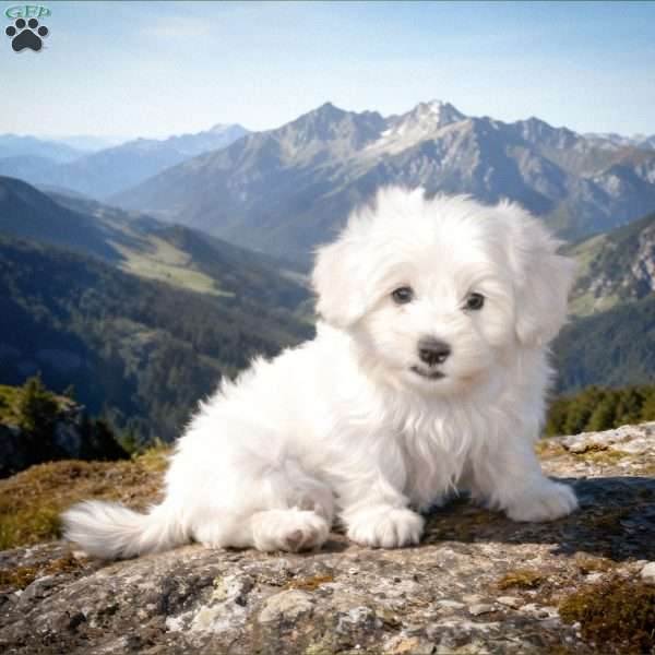 Ranger, Bichon Frise Puppy