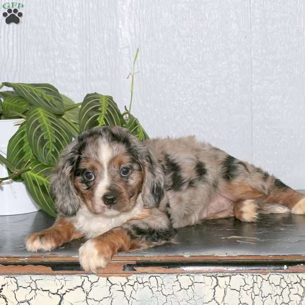 Raven, Cavalier King Charles Mix Puppy