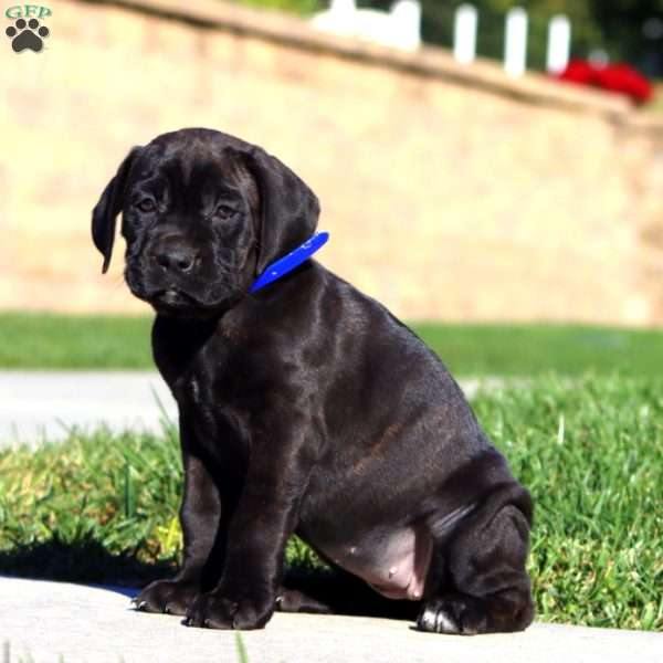 Rayna, Cane Corso Puppy