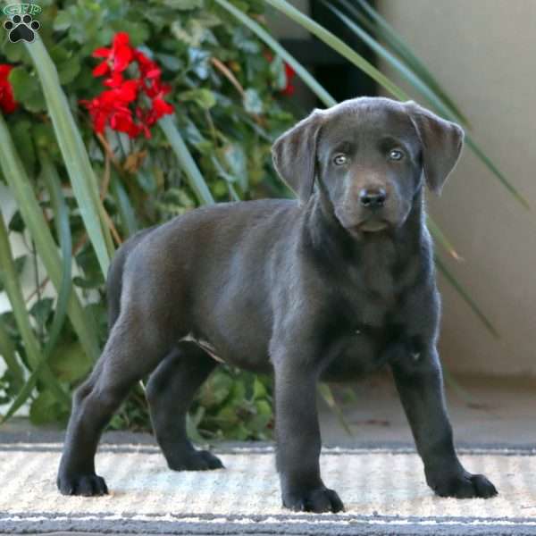 Rayna, Charcoal Labrador Retriever Puppy