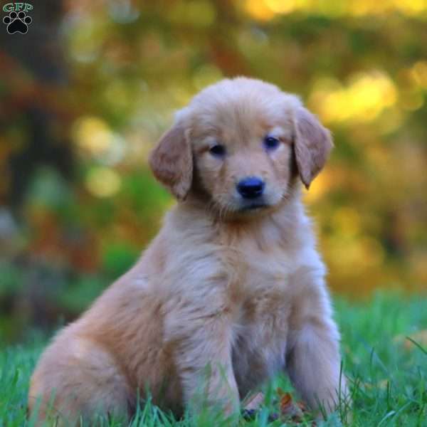 Rayna, Golden Retriever Puppy