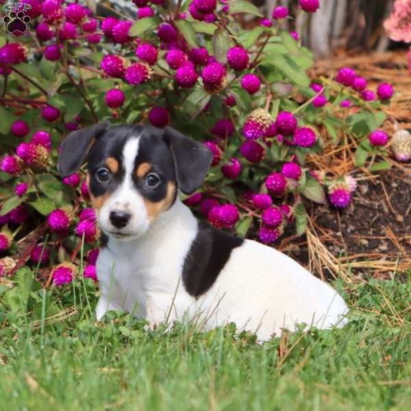 Rayna, Jack Russell Terrier Puppy