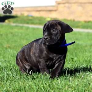 Rayna, Cane Corso Puppy