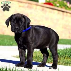 Rayna, Cane Corso Puppy