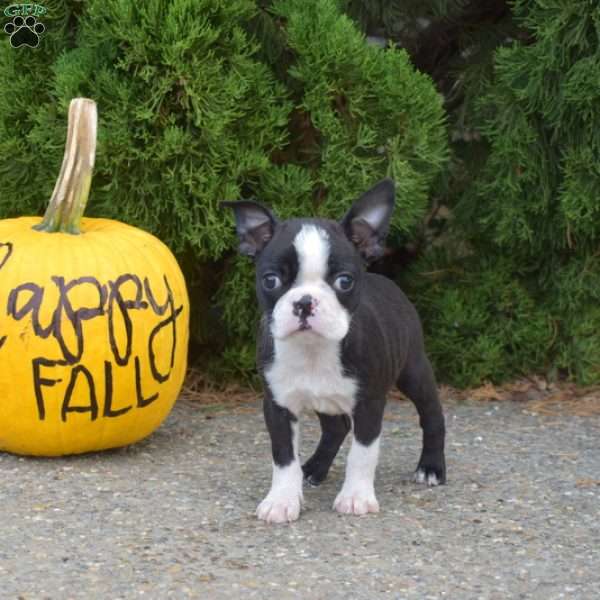 Razzle, Boston Terrier Puppy