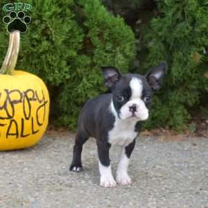 Razzle, Boston Terrier Puppy