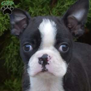 Razzle, Boston Terrier Puppy