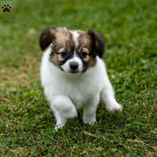 Rebel, Papillon Puppy