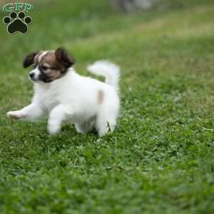 Rebel, Papillon Puppy