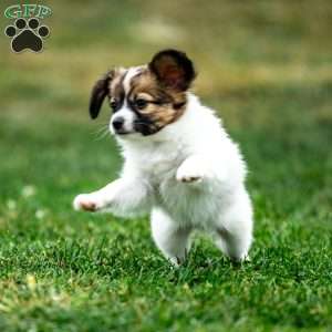 Rebel, Papillon Puppy
