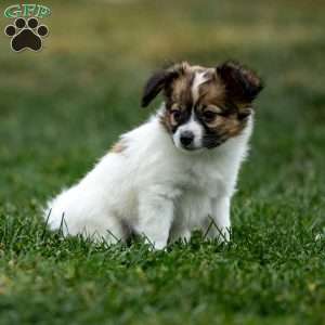 Rebel, Papillon Puppy