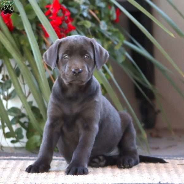 Reece, Charcoal Labrador Retriever Puppy