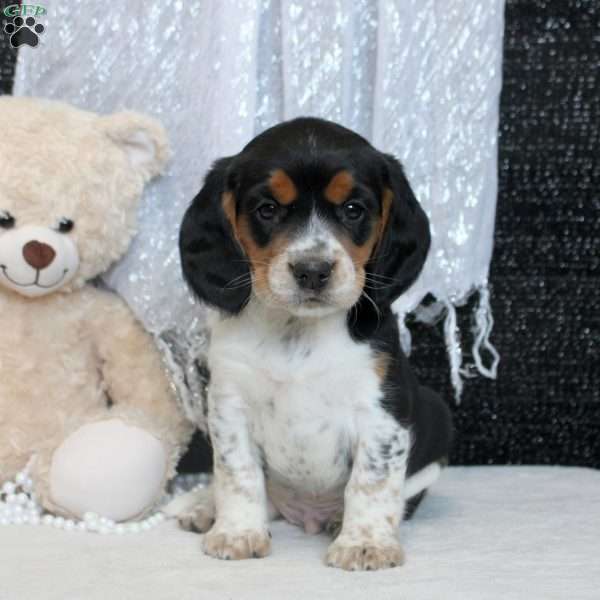 Reed, Beaglier Puppy