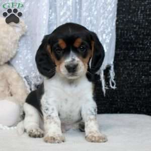 Reed, Beaglier Puppy