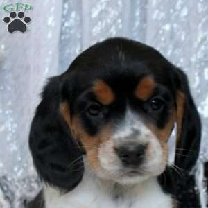 Reed, Beaglier Puppy