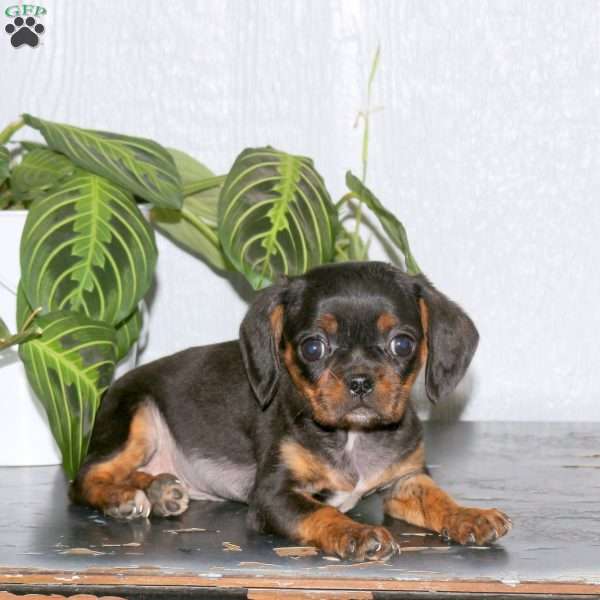 Remi, Cavalier King Charles Mix Puppy