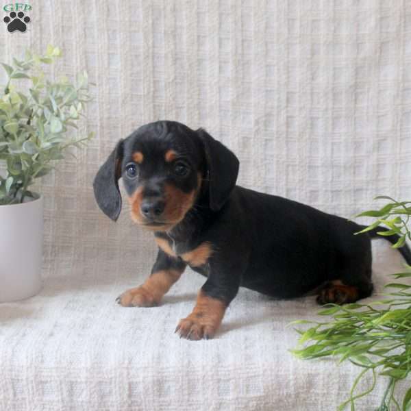 Remi, Dachshund Puppy