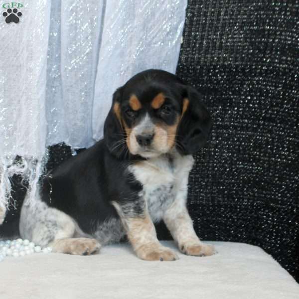 Remi, Beaglier Puppy