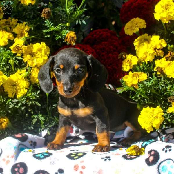 Remi – Mini, Dachshund Puppy