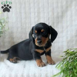 Remi, Dachshund Puppy
