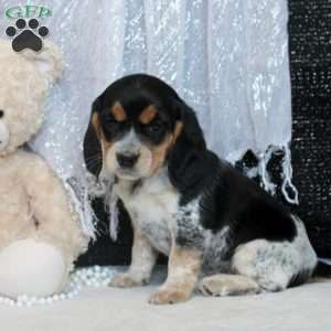 Remi, Beaglier Puppy