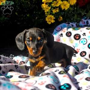 Remi – Mini, Dachshund Puppy