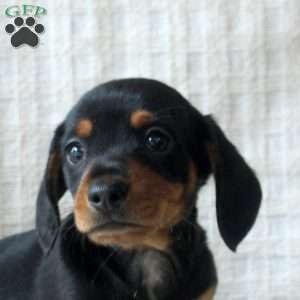 Remi, Dachshund Puppy