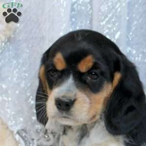 Remi, Beaglier Puppy