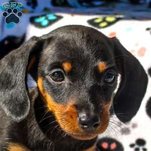 Remi – Mini, Dachshund Puppy