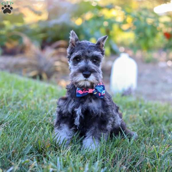 Remi, Miniature Schnauzer Puppy