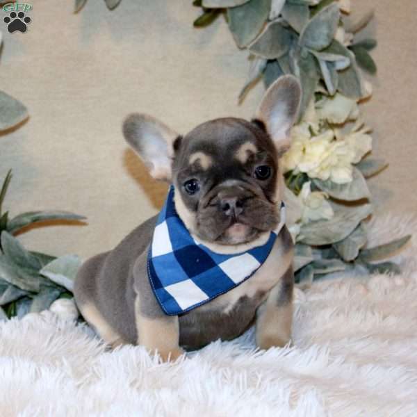 Remington, French Bulldog Puppy