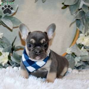Remington, French Bulldog Puppy