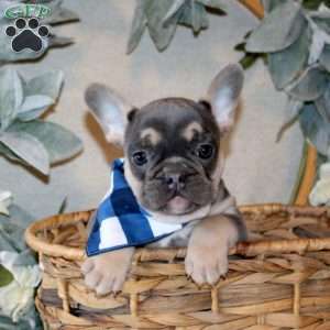 Remington, French Bulldog Puppy