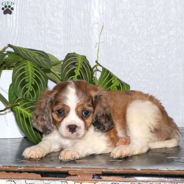Rex, Cavalier King Charles Mix Puppy