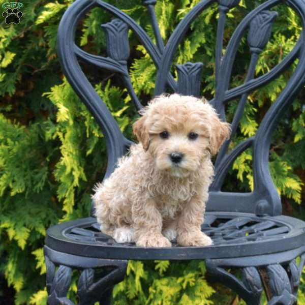 Rex, Maltipoo Puppy