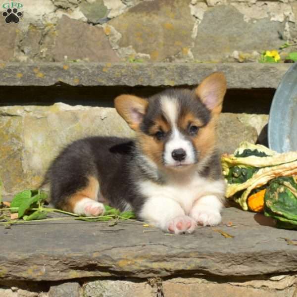 Rhoda, Pembroke Welsh Corgi Puppy