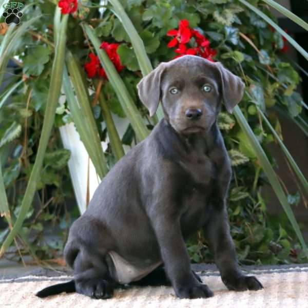 Rianna, Charcoal Labrador Retriever Puppy