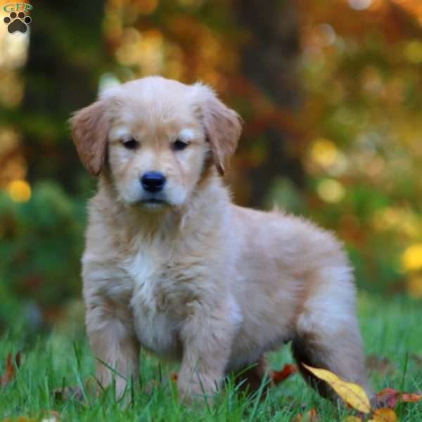 Rianna, Golden Retriever Puppy