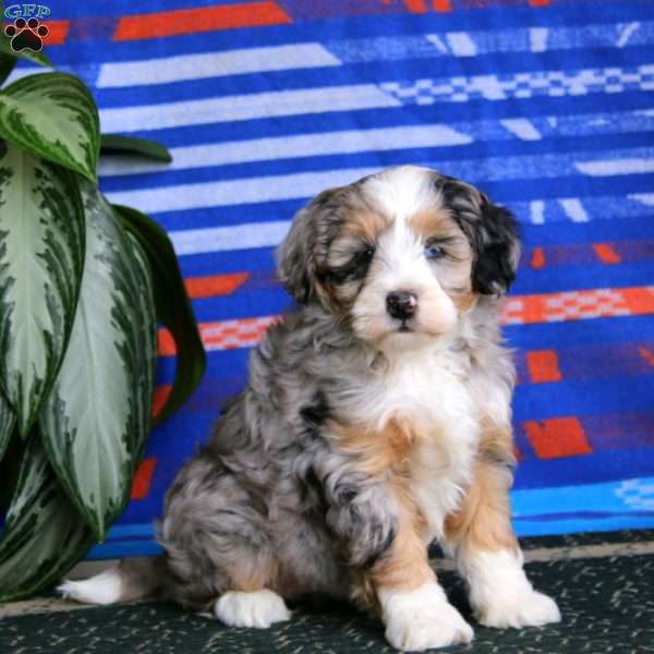 Rianna, Mini Bernedoodle Puppy