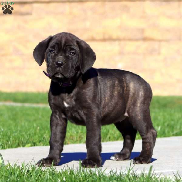Rianna, Cane Corso Puppy