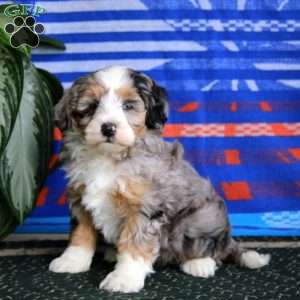 Rianna, Mini Bernedoodle Puppy