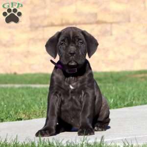 Rianna, Cane Corso Puppy