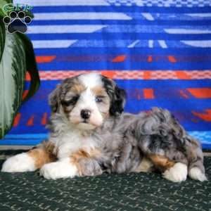 Rianna, Mini Bernedoodle Puppy