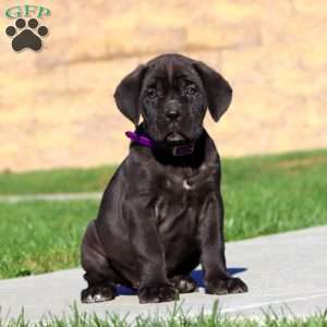 Rianna, Cane Corso Puppy