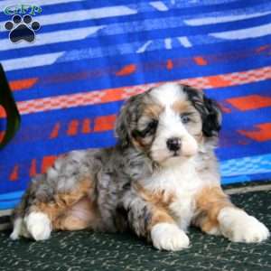 Rianna, Mini Bernedoodle Puppy
