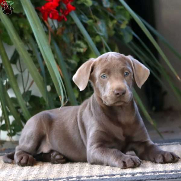 Rich, Silver Labrador Retriever Puppy