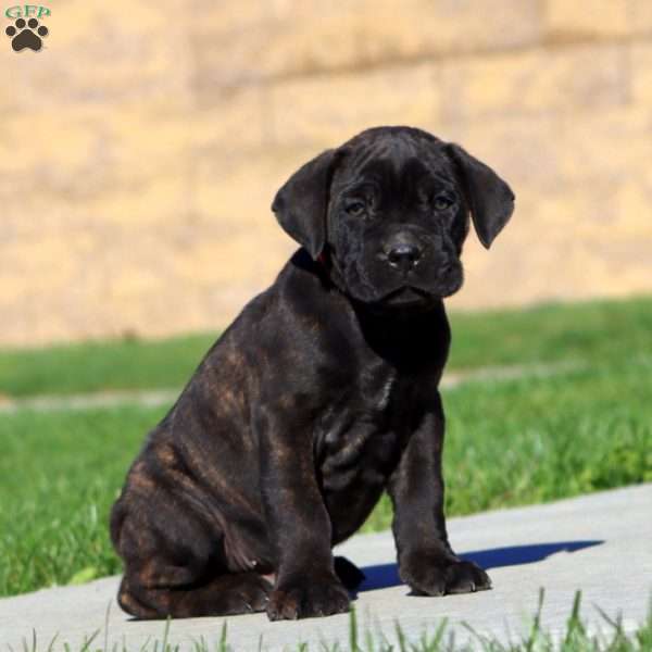 Rich, Cane Corso Puppy