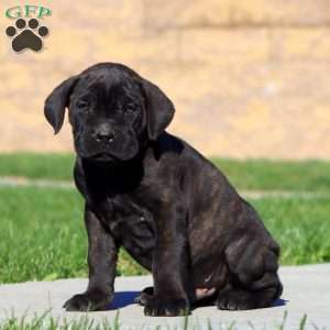 Rich, Cane Corso Puppy